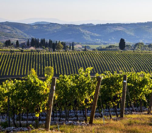 Tignanello vineyard