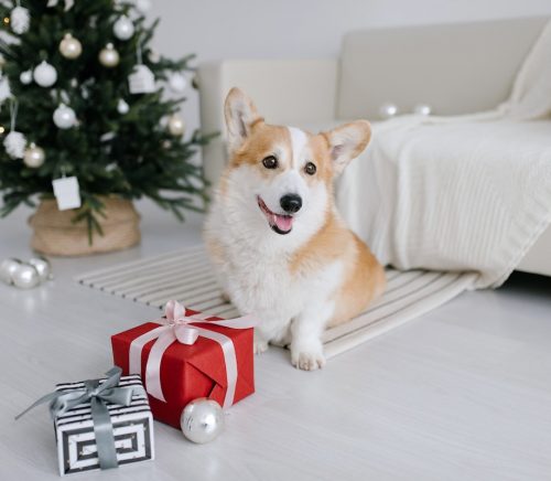 Holiday gifts for Pets