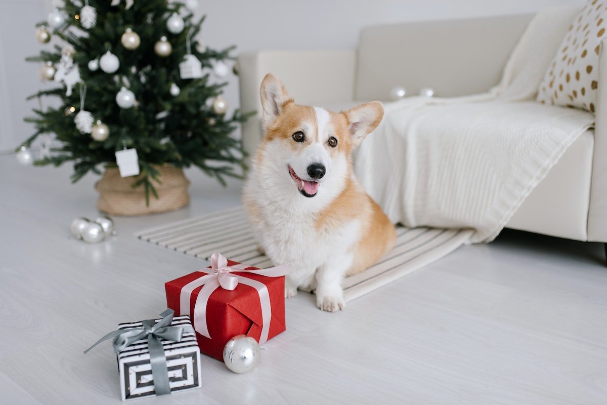 Holiday gifts for Pets