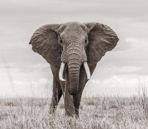 Photography by Andy Johnson - African elephant
