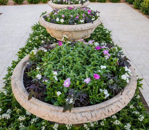 Potted flowers.