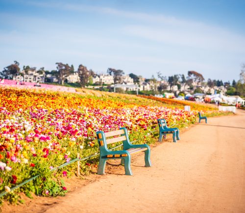 flower fields carlsbad california