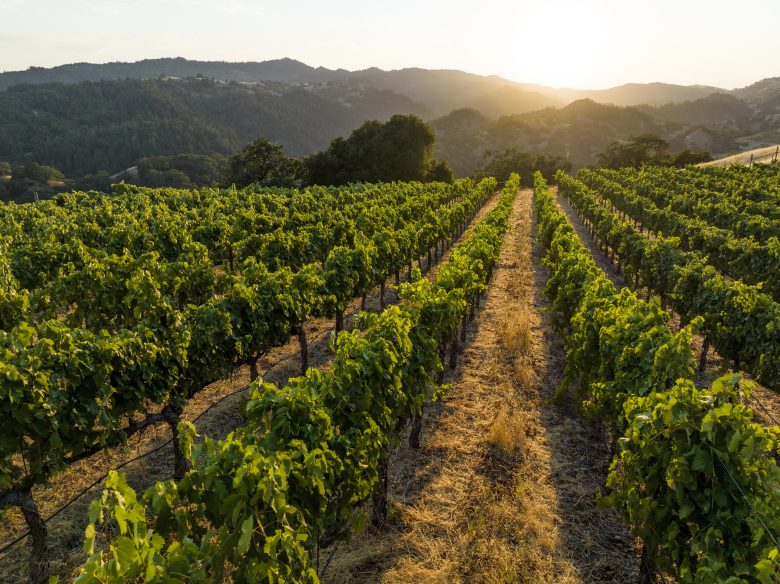Rows of vines in a vineyard.