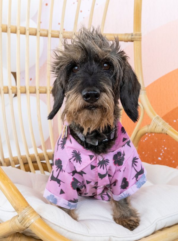 A dog in a button down shirt sitting in a chair on the Boozehounds patio.